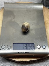 12 Jumbo Quail eggs Freshly Laid