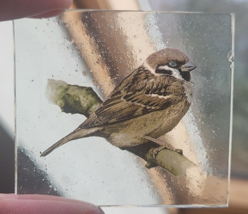 Stained glass sparrow bird - stained,