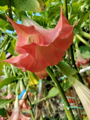Brugmansia marquise des - brugmansia,