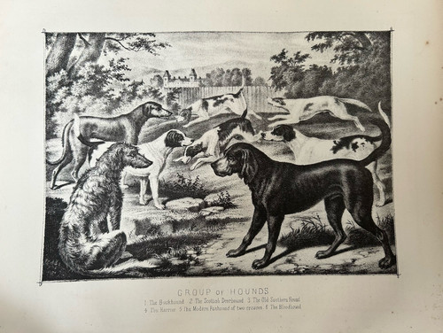 Antique dog print - print, c1880s