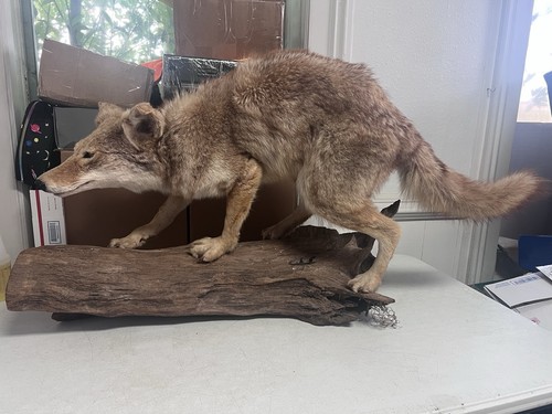 Taxidermy coyote log - coyote, full