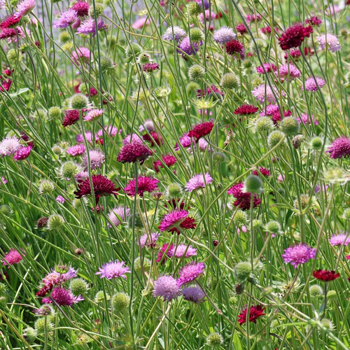 Knautia melton pastels pink - melton,