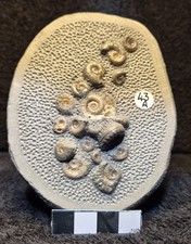Calcite Jurassic Ammonite