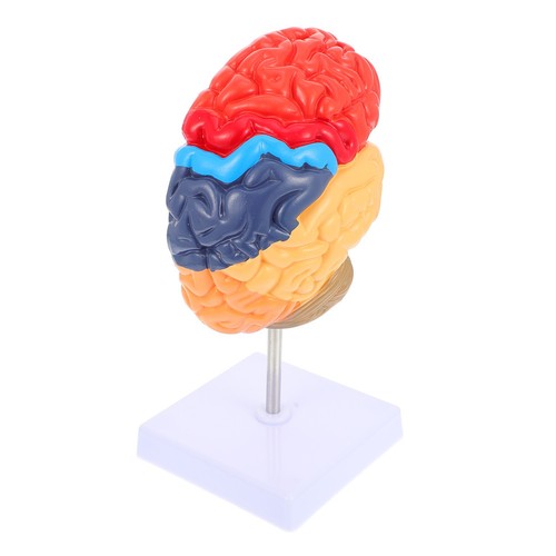 Teaching brain anatomical - teaching,