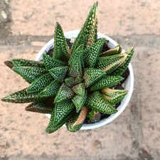 Haworthia Hard Leaf