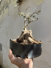 Bonsai ..Olivastro