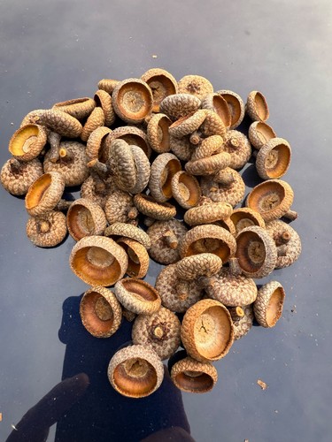 Northern red oak acorn - northern,