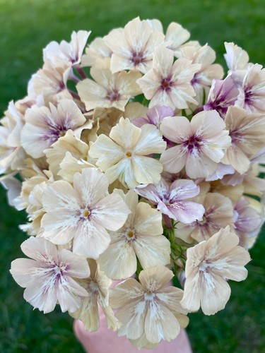Phlox crème - 15,