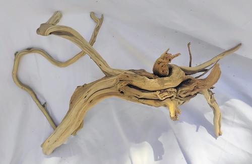 Manzanita driftwood root with - manzanita,