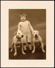 ENGLISH BULL TERRIER SMALL BOY