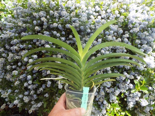 Rare vanda renu gold nopporn - rare,