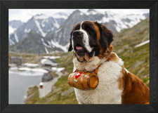 ST BERNARD Dog Framed Wall Art