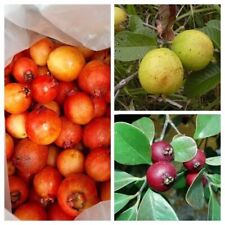 Strawberry Guava package - PSIDIUM - 3 variety - 15+ seeds - Samen - V 131