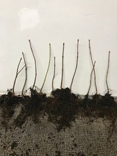 Japanese Maples 10 bare root