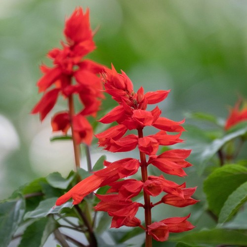 Flower salvia splendens - splendens,