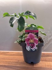 Hellebore Pink Spotted 2L