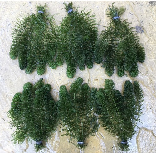 Bunches hornwort 36 - hornwort, ~