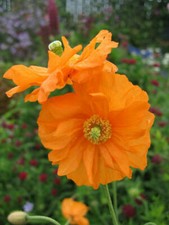 Spanish Poppy - Flore Pleno Orange - 25+ seeds - Semillas Z 078