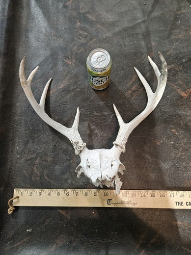 Wild point whitetail deer - 8,
