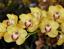Cymbidium Amber Wall orchid plant