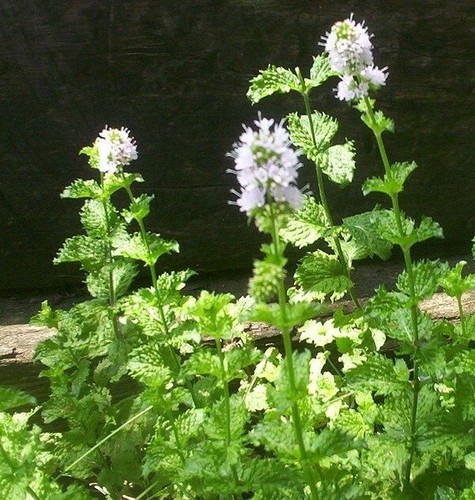 Mint spearmint mentha - mentha, spicata