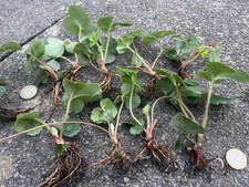 15 Organic Strawberry Fruit  Plants - Hardy, post bare root