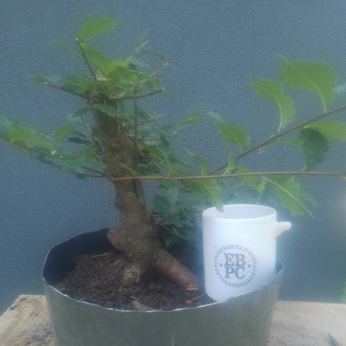 Elm bonsai tree yamadori raw - elm,