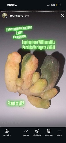 Aztekium ariocarpus - aztekium,