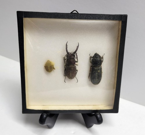 Vintage beetles specimens - vintage,