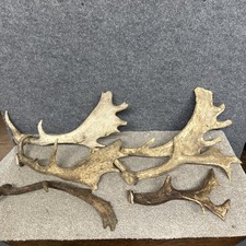 Mixed Fallow Antler Dog Chew