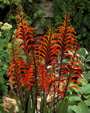 4 x Chasmanthe Floribunda