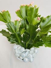Christmas Cactus- White | Thanksgiving cactus | Schlumbergera |