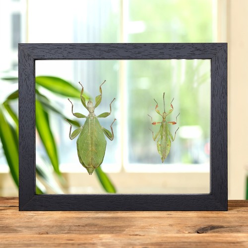 Autumn leaf insect - leaf, clear