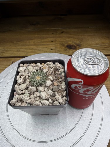 Ariocarpus kotschoubeyanus 9 - kotschoubeyanus,