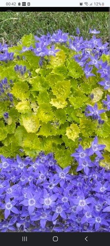 Campanula plug plants - 2,