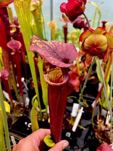 Sarracenia flava rubicorpora - flava,