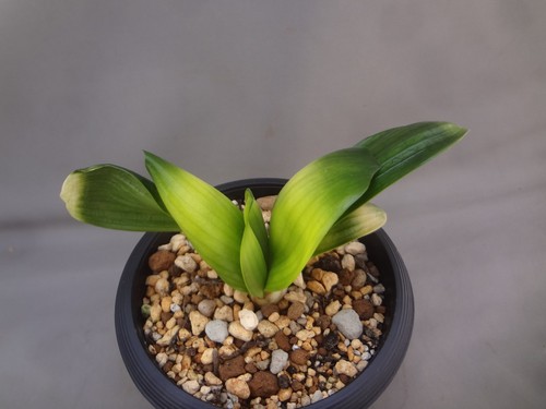 Chiese clivia miniata ouran - chiese,