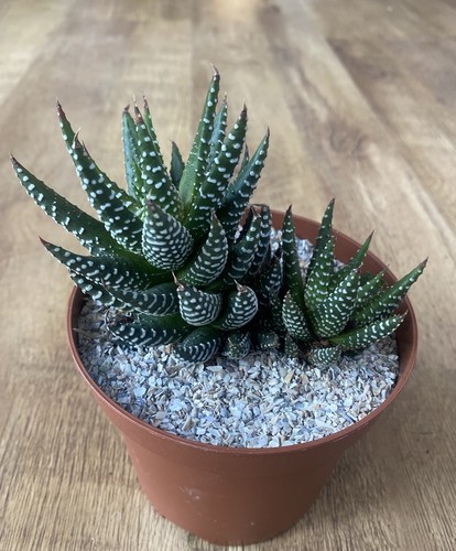 Haworthia zebrina alba - haworthia,