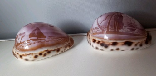 Cowrie seashells two carved - cowrie,