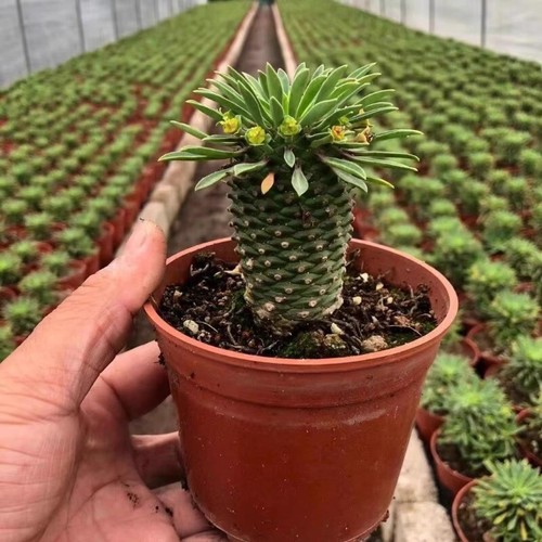 7cm succulent cactus plant - succulent,