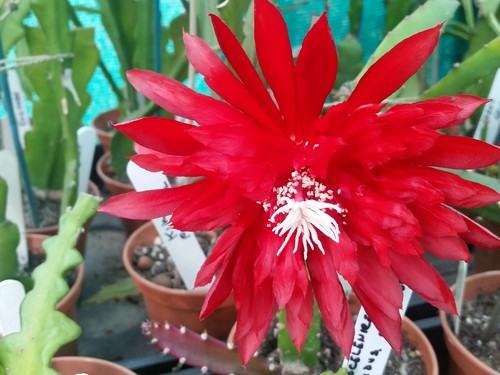 Epiphyllum kiwi pop idol - pop,