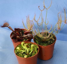 3 x CARNIVOROUS PLANTS