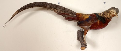 Beautiful gold pheasant - gold, golden