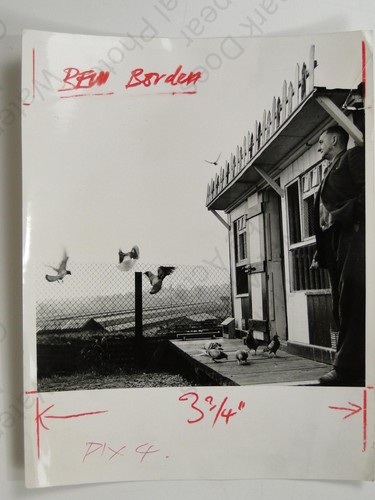 Ben borden pigeon racing - borden,