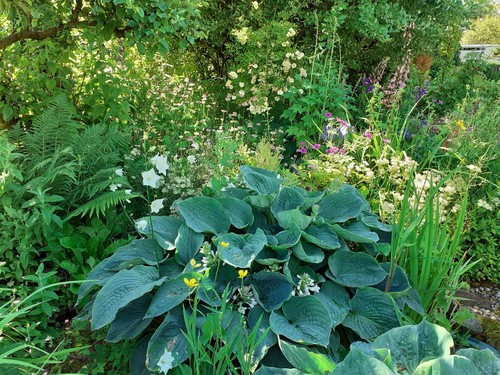 Hosta sieboldiana giant - 2×,