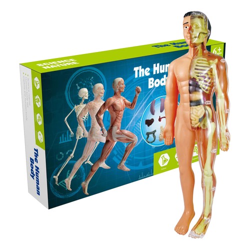 Simulation human skeleton - human,