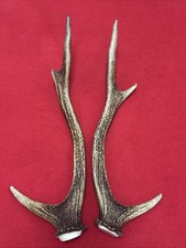 PAIR OF SIKA DEER ANTLERS 247g.   aprox. 29,5/30cm.