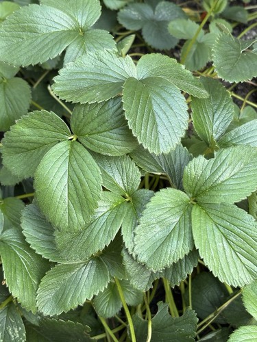 White strawberry potted - x4,