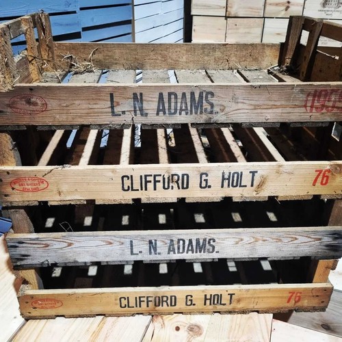 Vintage potato chitting - , trays