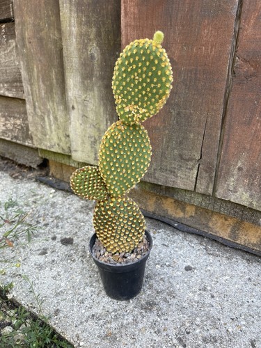 Opuntia microdasys cactus - microdasys,